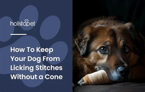 How to Keep Dog From Licking Stitches Without Cone: A Comprehensive Guide
