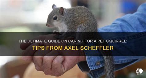 How to Keep a Pet Squirrel PDF