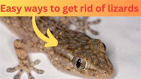 How to Kill Lizards at Home: 10,000+ Effective Home Remedies