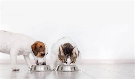 How to Make Sustainable Pet Food at Home by 2025