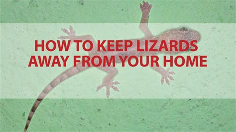 How to Prevent Lizards in Your Home: Ultimate Guide for 2025