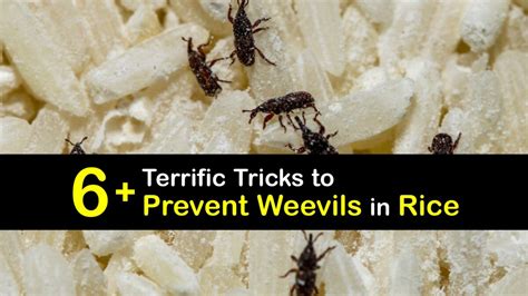 How to Prevent Weevils in Rice: A Comprehensive 7-Step Guide