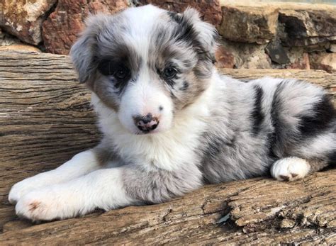 How to Raise a Border Collie Puppy: A Comprehensive Guide