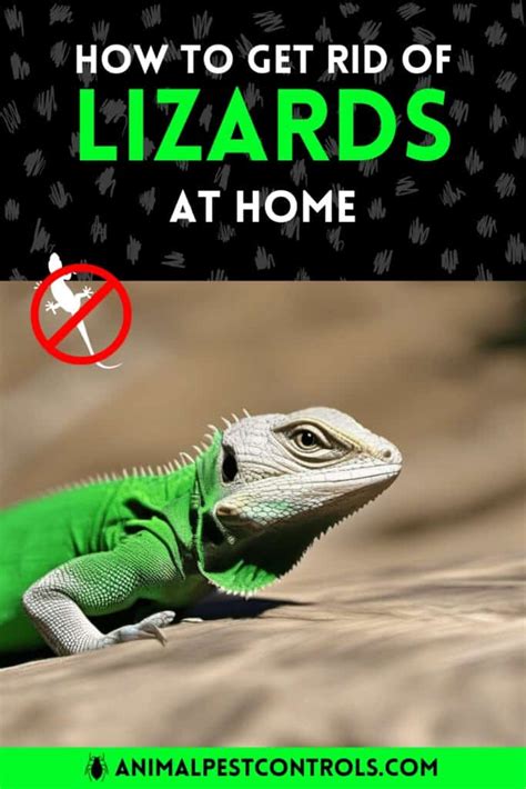 How to Rid Lizards at Home in 10 Effortless Steps