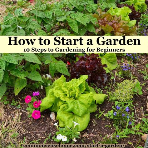 How to Start Gardening A Step by Step Guide for Beginners Doc