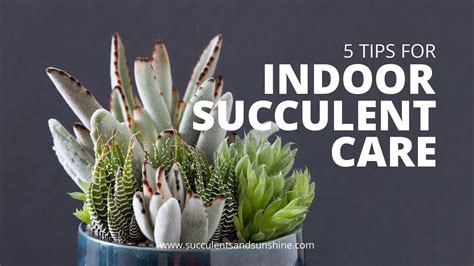 How to Take Care of Succulent Plants: The Definitive Guide