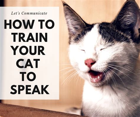 How to Talk to Your Cat Doc