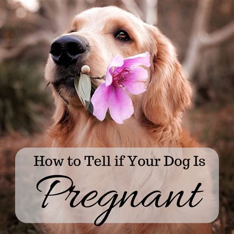 How to Tell if Your Dog Is Pregnant: A Comprehensive Guide