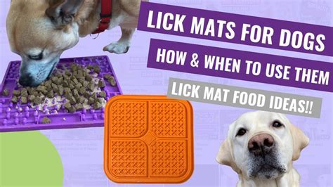 How to Transition to a Lick Mat: The Ultimate Guide for 2025