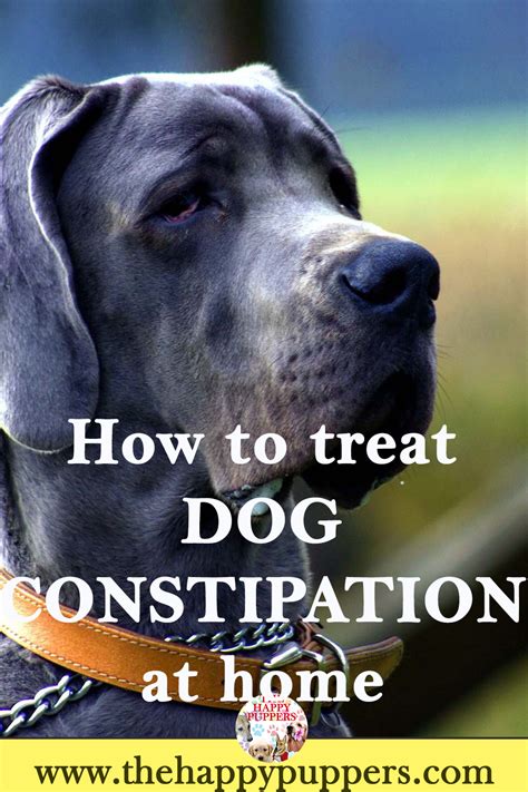 How to Treat Dog Constipation at Home: A Comprehensive Guide for Pet Owners