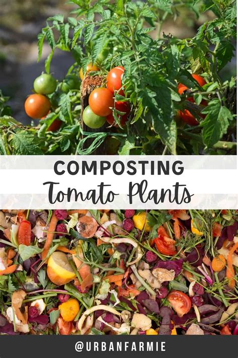 How to Use Compost for Tomato Plants: