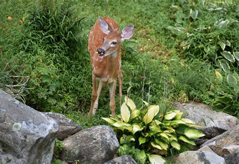 How to Use Deer Poop as Fertilizer