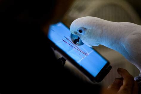 How to use technology for parrot care