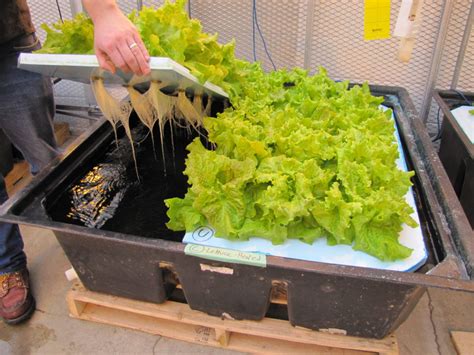 How-To Hydroponics Doc