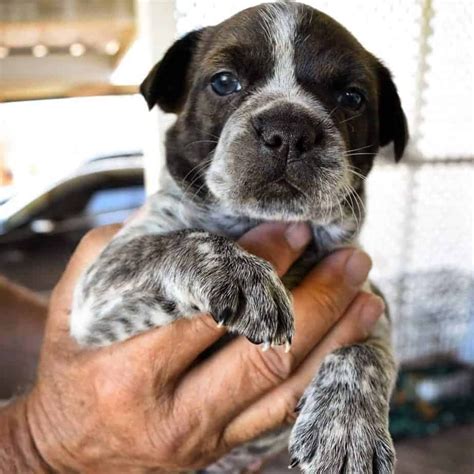 However, when crossed with other breeds, the Boston Terrier mix unleashes an array of unexpected and captivating traits, creating a menagerie of adorable and unique canine companions.