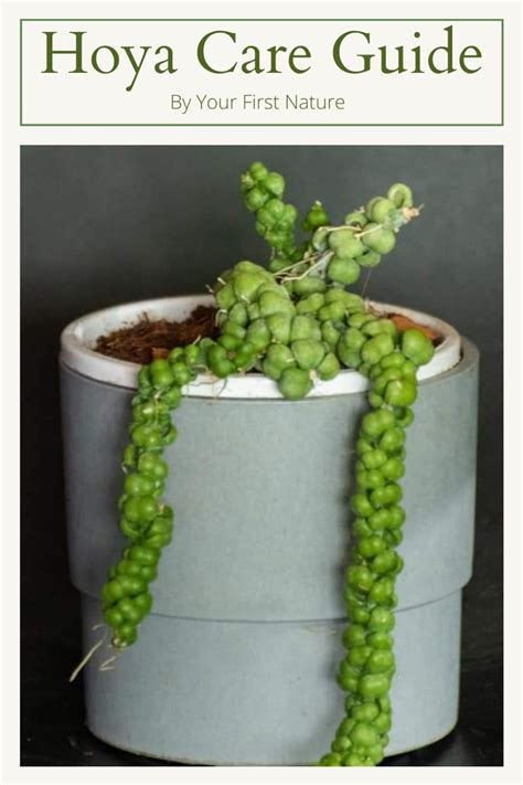 Hoya Fertilizer: A Detailed Guide for Optimal Plant Growth