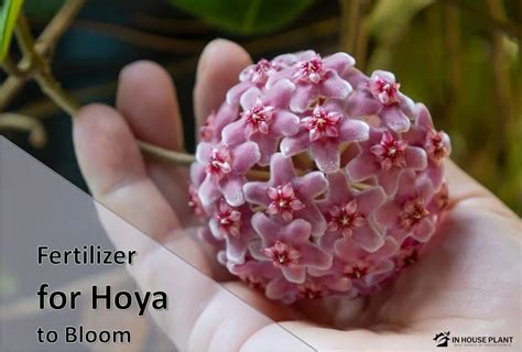 Hoya Fertilizer: The Ultimate Guide to Boosting Your Plants' Health