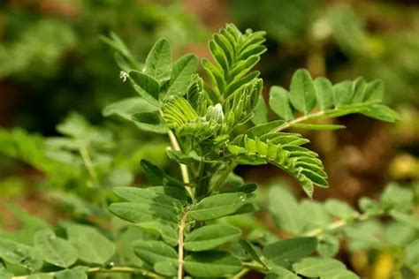 Huangqi (Astragalus membranaceus):