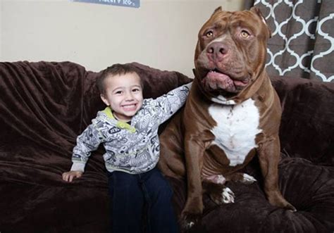 Hulk, o Pit Bull Gigante que Virou Celebridade Mundial