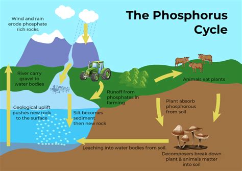 Human Activities that Affect the Phosphorus Cycle