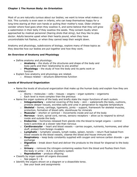 Human Anatomy And Physiology Worksheet Answers Doc