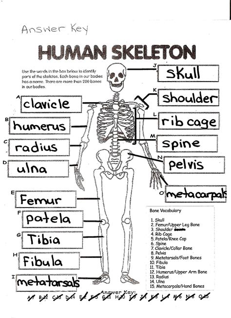 Human Anatomy Physiology Skeletal System Answers Reader