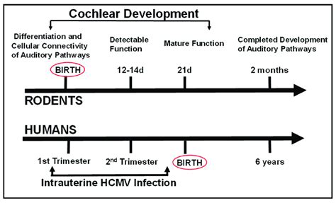 Human Auditory Development Reader