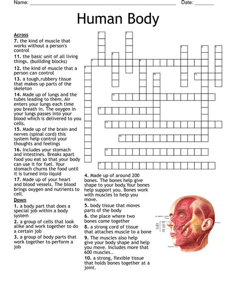 Human Body Basics Puzzle Answers Reader