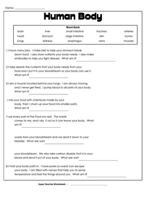 Human Body Basics Worksheet Answer Key PDF