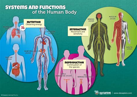 Human Body Systems Structure Function And Environment Reader