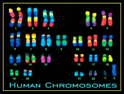 Human Chromosome Chart