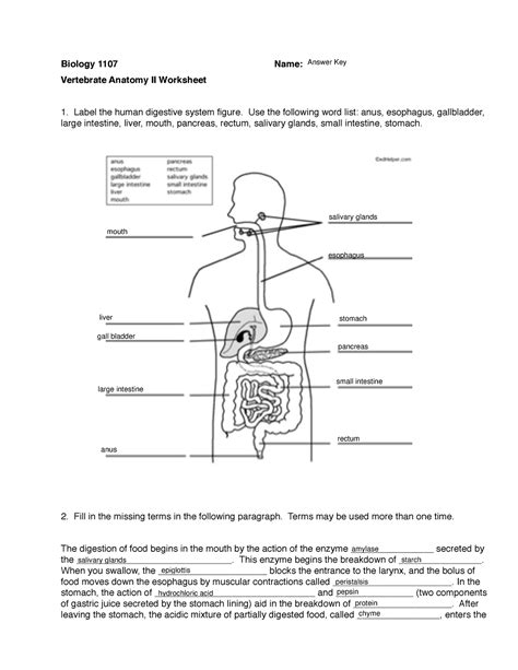 Human Digestive System Tract Answer Key Doc