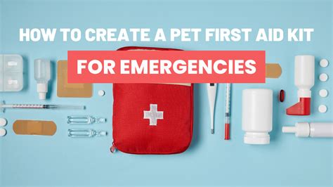 Human Dog Bed First Aid Kits: An Essential Guide for 2025