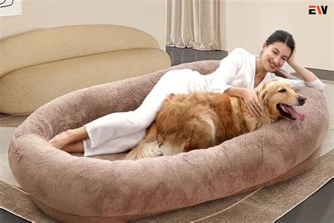 Human Dog Bed market trends and analysis