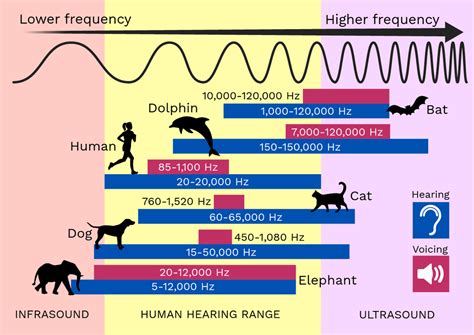 Human Hearing Range Chart