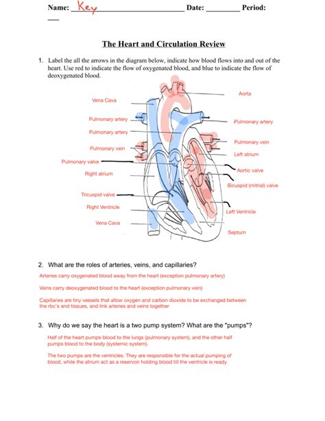 Human Heart Anatomy And Circulation Answer Key Reader