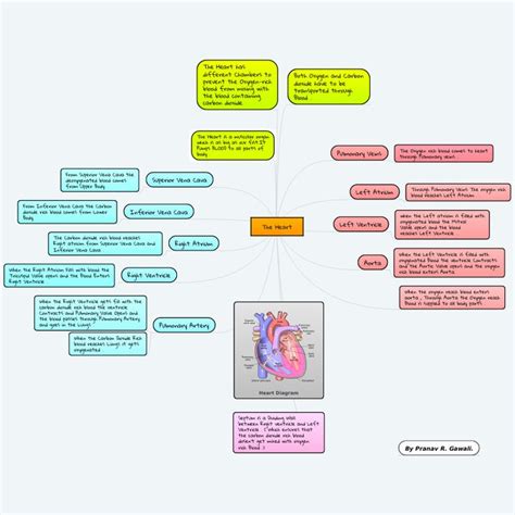 Human Heart Concept Map Answers PDF