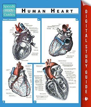 Human Heart Speedy Study Guides PDF