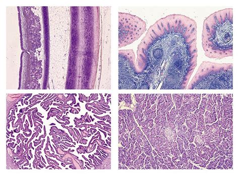 Human Histology Epub