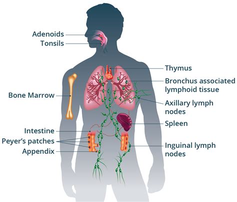 Human Immune System Answers Doc