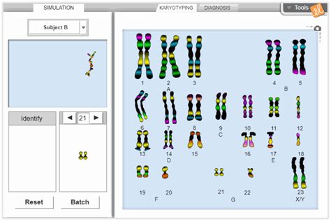 Human Karyotyping Gizmo Lab Answers Doc