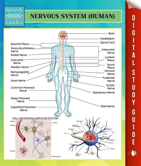 Human Nervous System Speedy Study Guides PDF