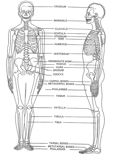 Human Osteology Kindle Editon