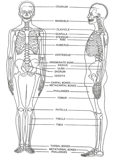 Human Osteology Reader