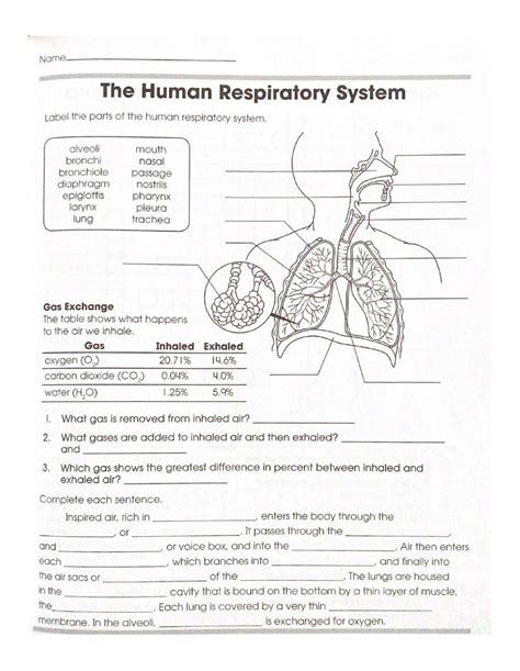 Human Respiratory System Answer Key Epub