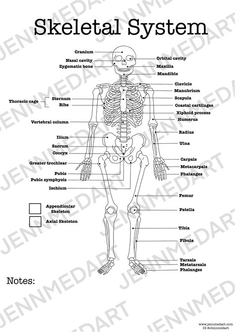 Human Skeletal System Instructional Fair Worksheet Answers Doc