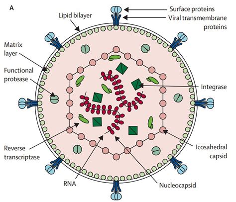 Human T-cell lymphotropic virus type l Doc