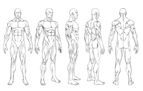 Human Template Drawing