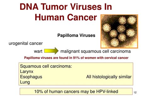 Human Tumor Viruses Doc