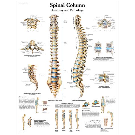 Human Vertebrae Chart